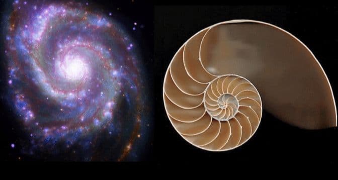 Fibonacci Nedir? Borsa ve Finansal Piyasalarda Fibonacci’nin Kullanımı